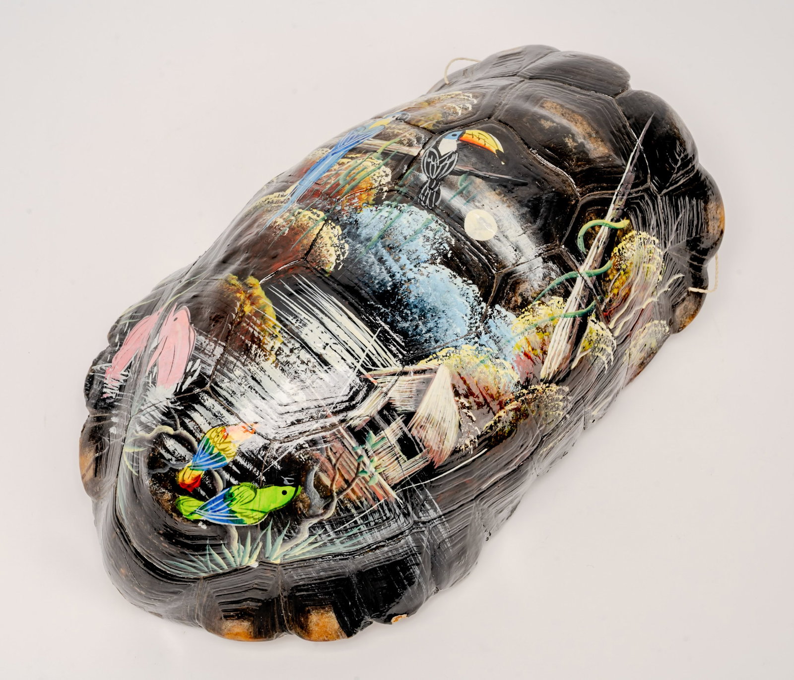 19th c. Tortoise Turtle Shell Taxidermy - 2