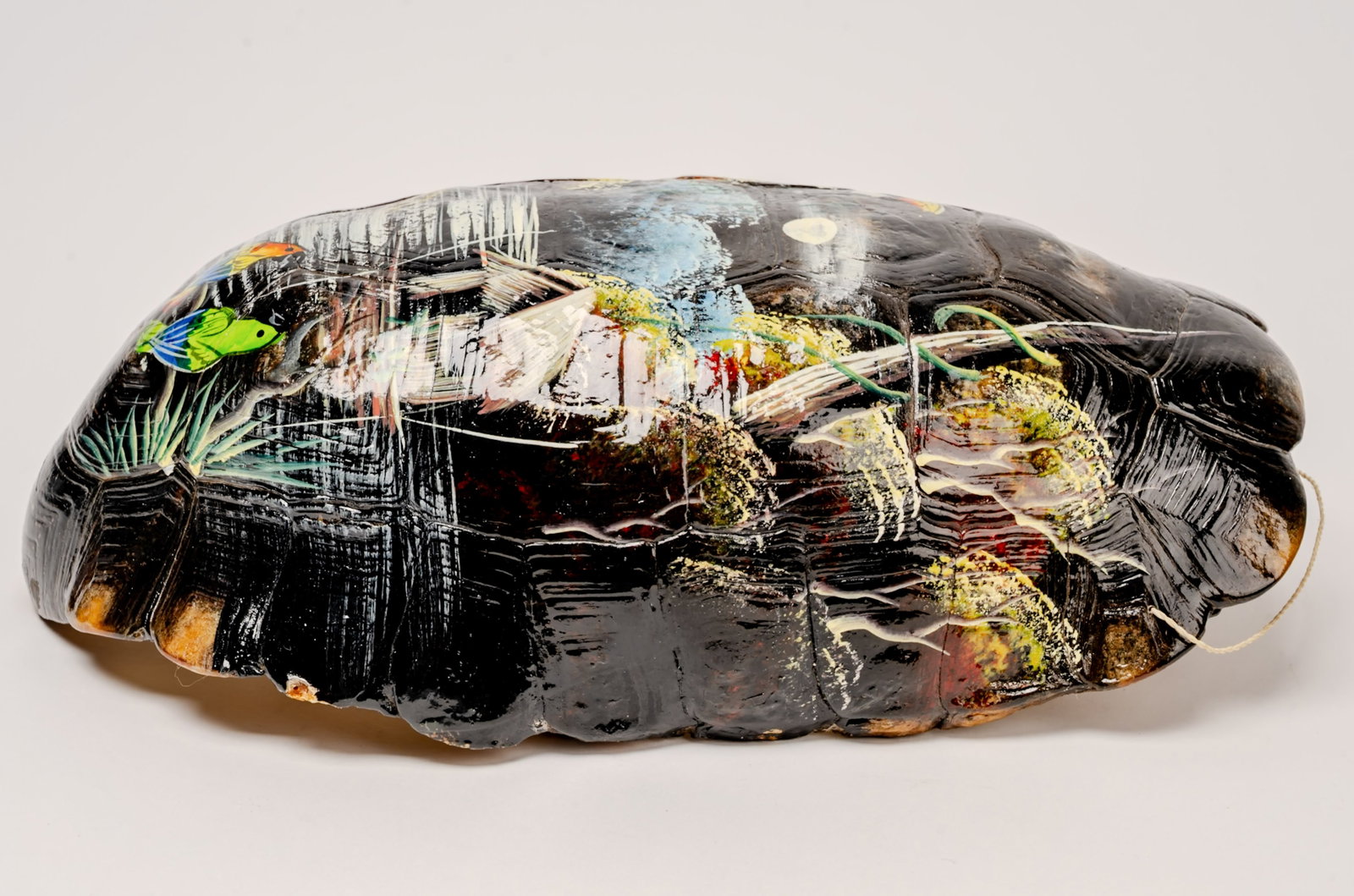19th c. Hand Painted Landscape Turtle Shell Taxidermy - 3