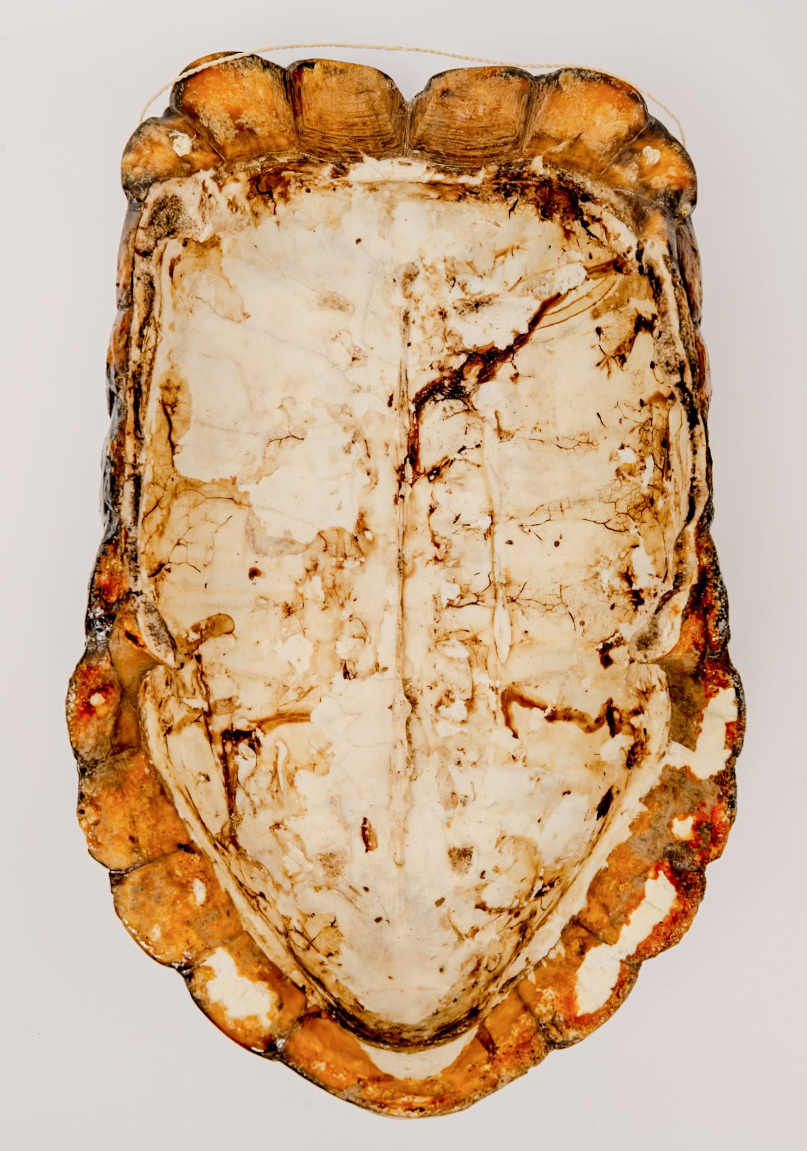 19th c. Hand Painted Landscape Turtle Shell Taxidermy - 4