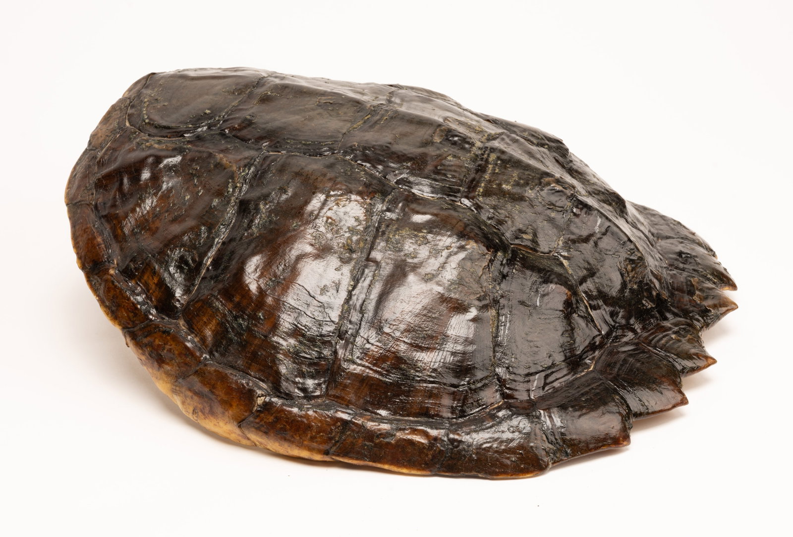 Louisiana Snapping Turtle Tortoise Shell Taxidermy - 2