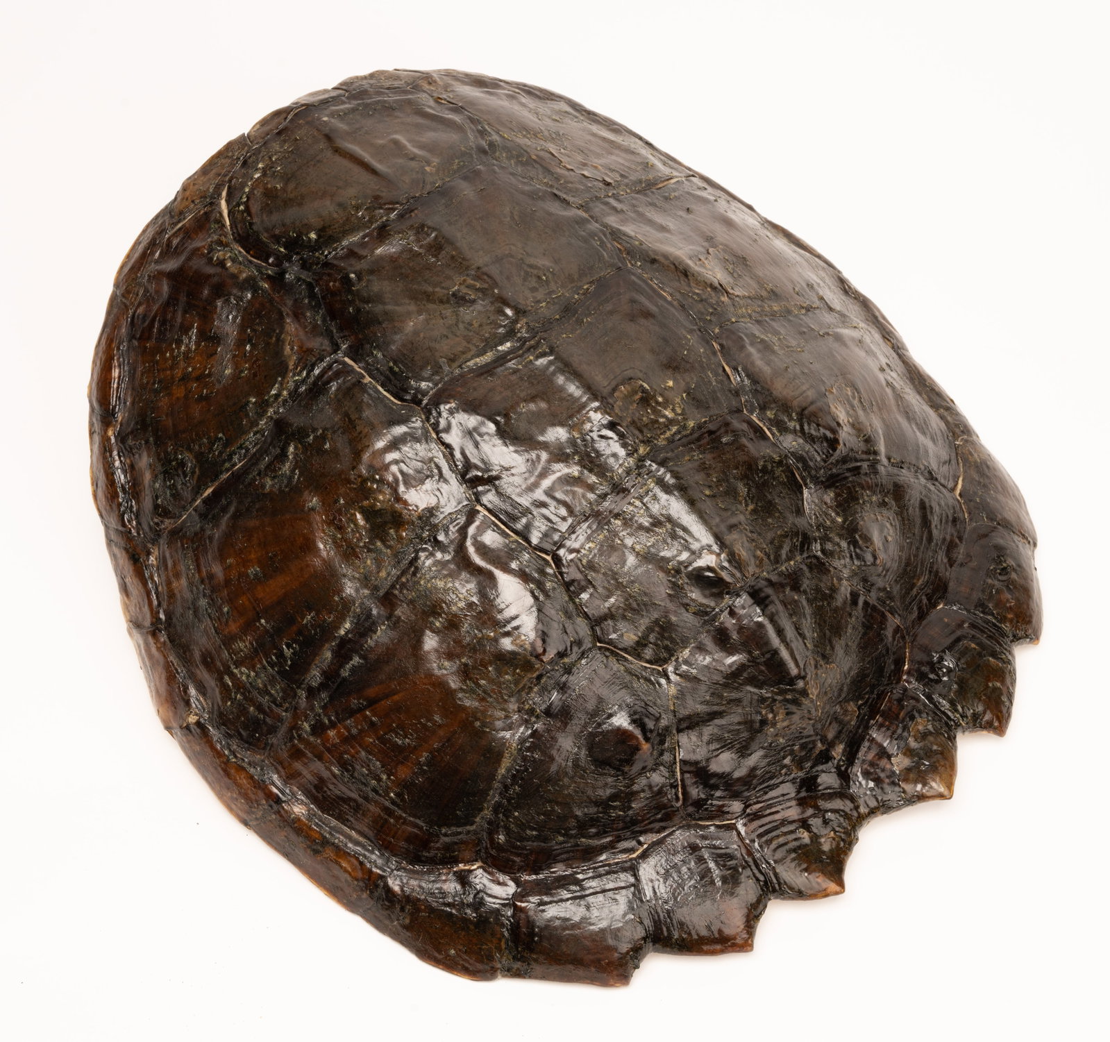 Louisiana Snapping Turtle Tortoise Shell Taxidermy - 3