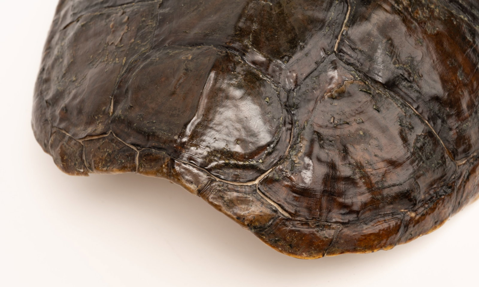 Louisiana Snapping Turtle Tortoise Shell Taxidermy - 6