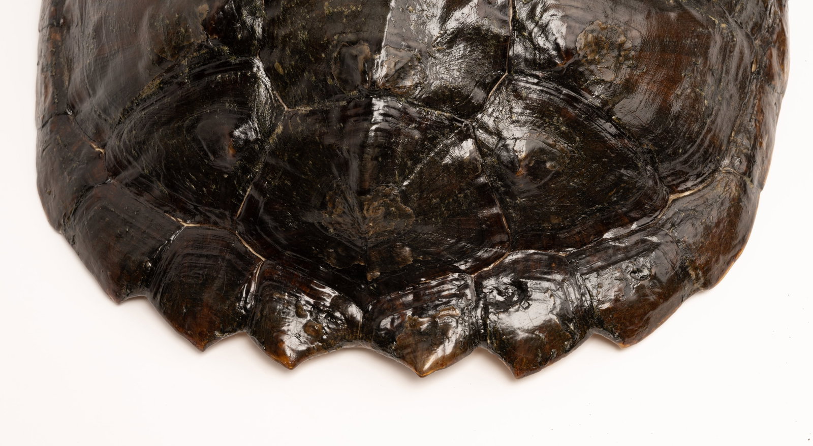 Louisiana Snapping Turtle Tortoise Shell Taxidermy - 7