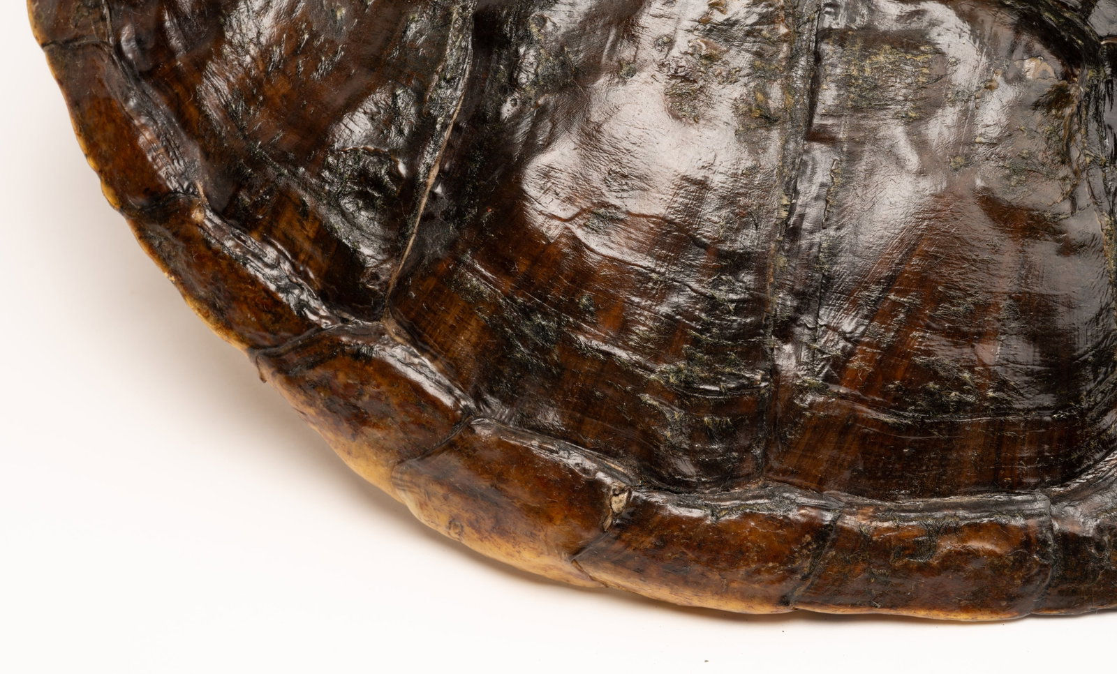 Louisiana Snapping Turtle Tortoise Shell Taxidermy - 9