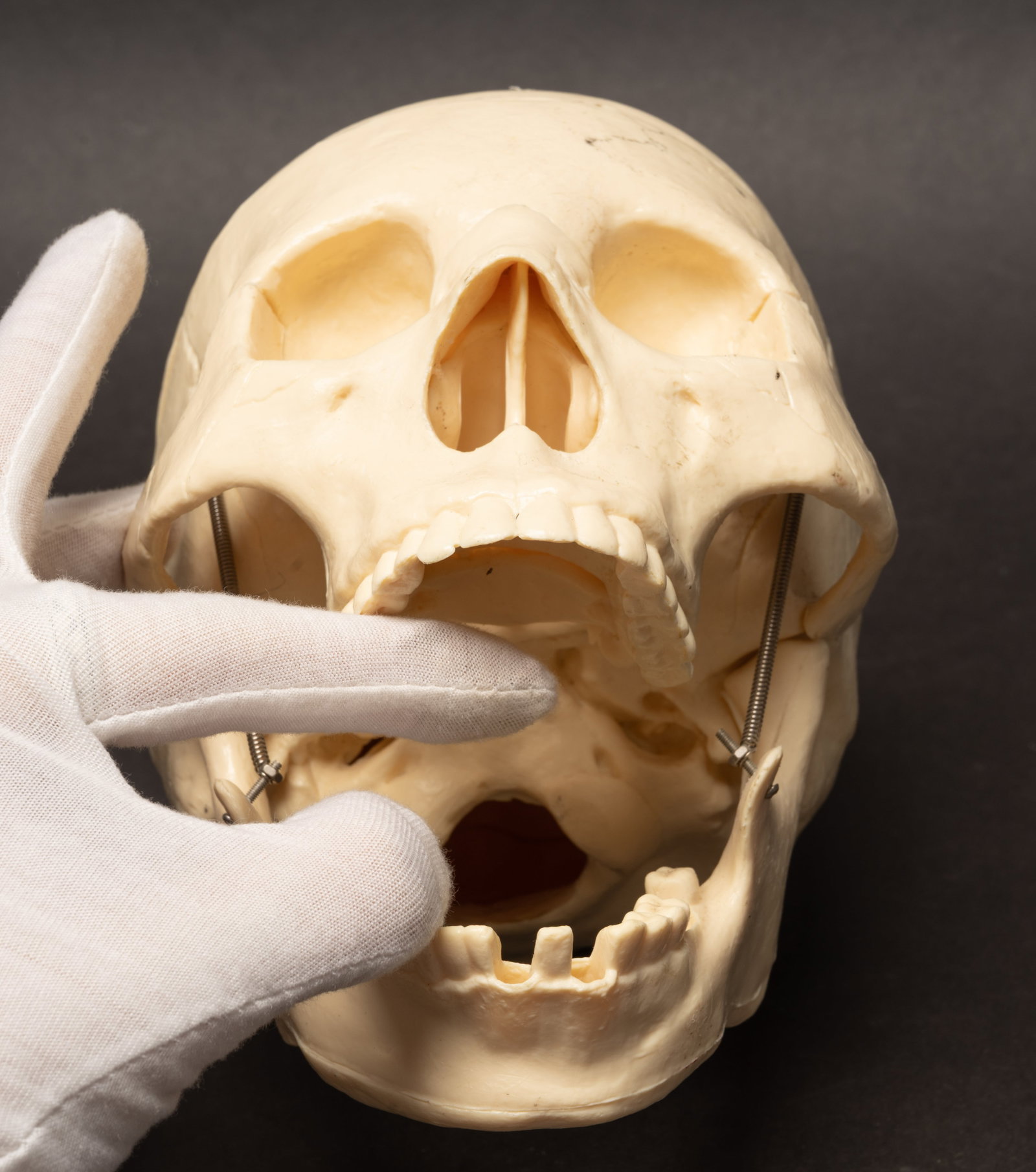 Human Medical Skeleton Skull - 10