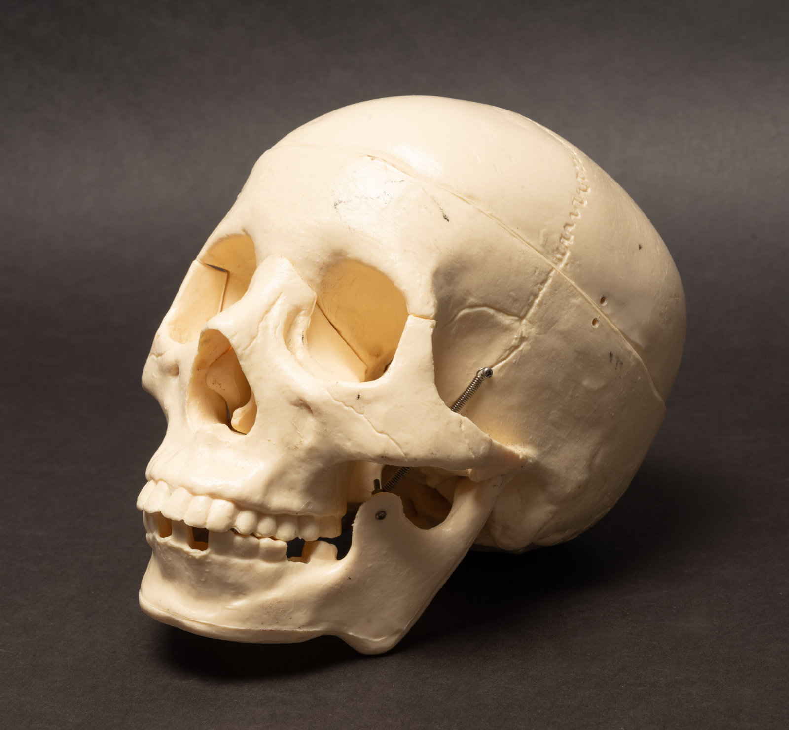 Human Medical Skeleton Skull - 11
