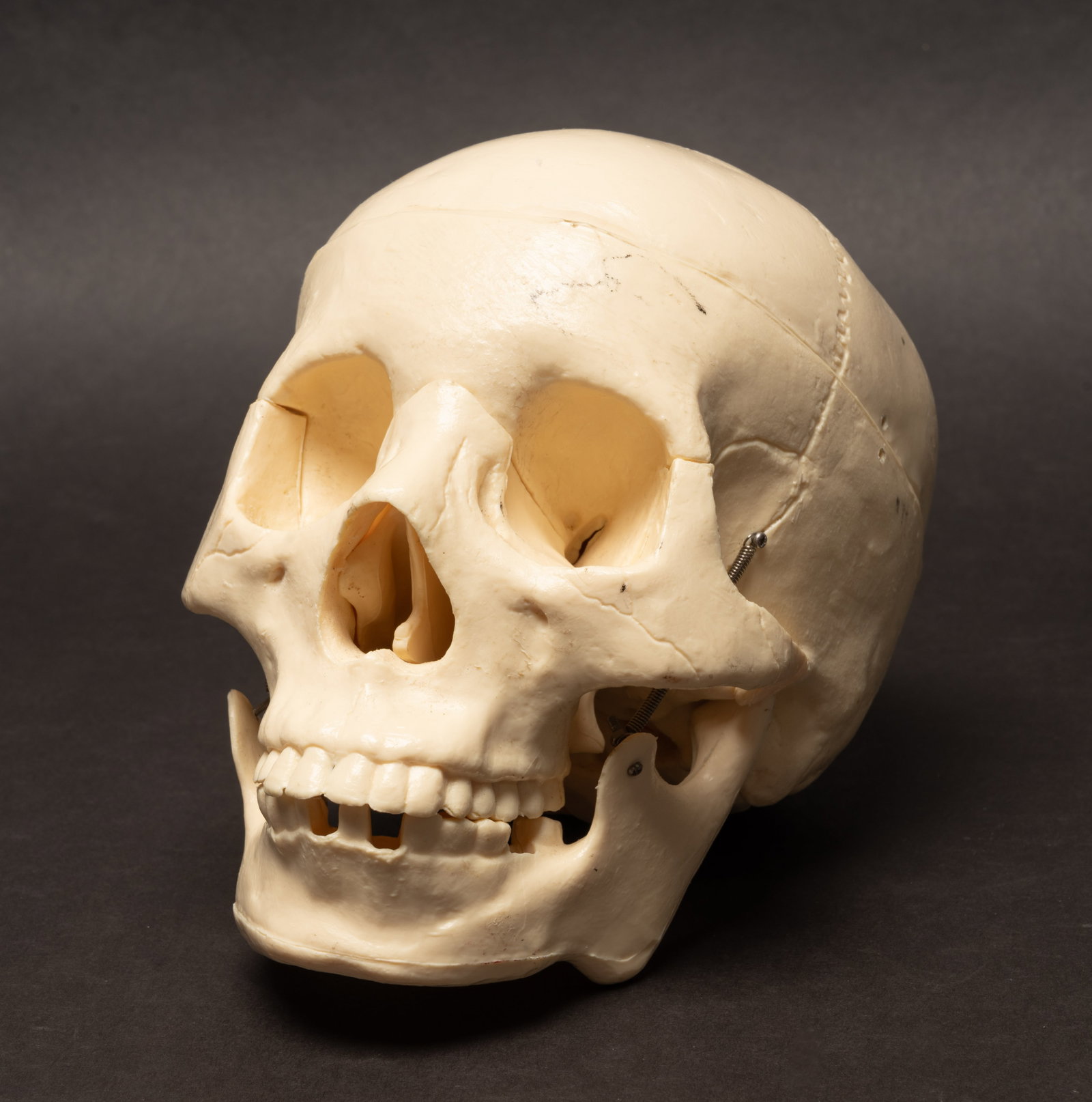 Human Medical Skeleton Skull (1 of 11)
