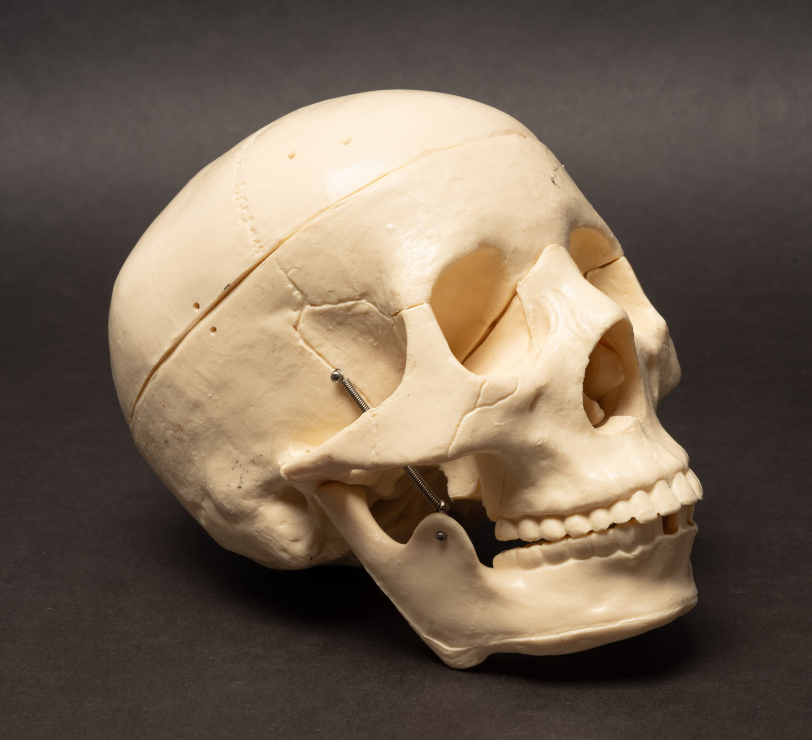 Human Medical Skeleton Skull - 2