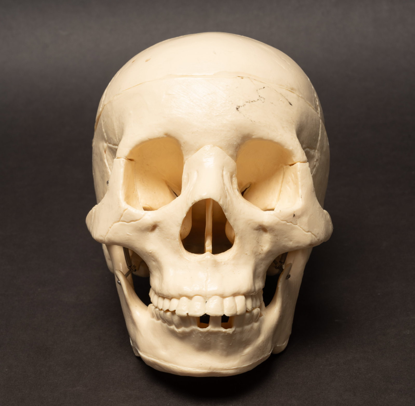 Human Medical Skeleton Skull - 3