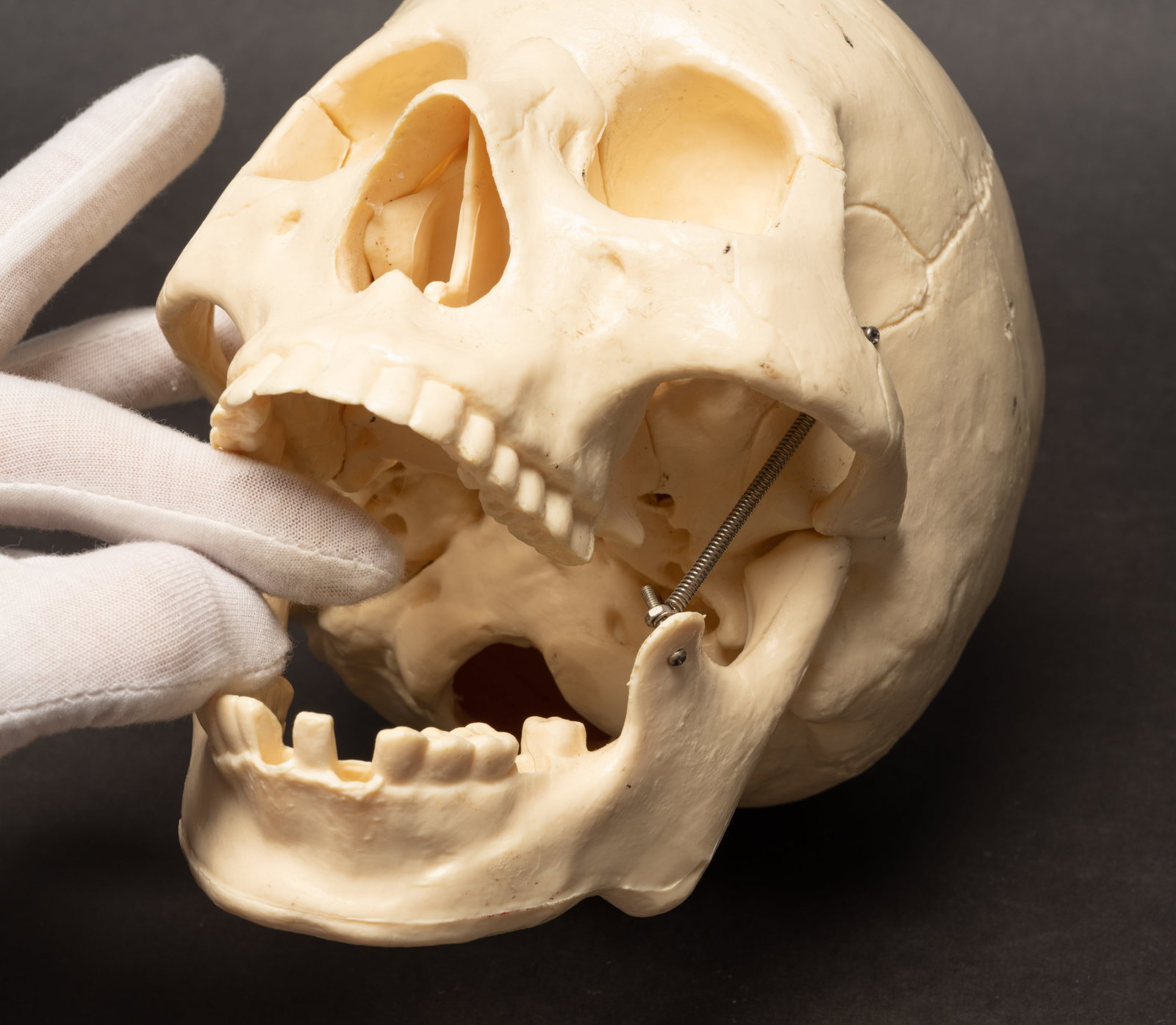 Human Medical Skeleton Skull - 4