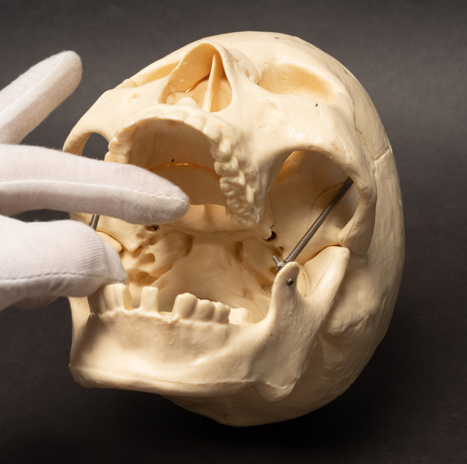 Human Medical Skeleton Skull - 5