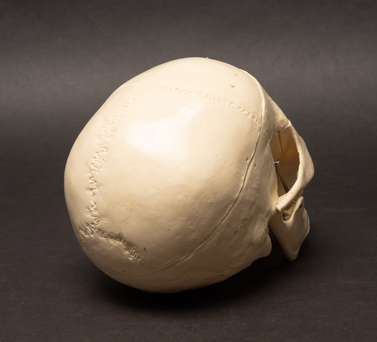 Human Medical Skeleton Skull - 6