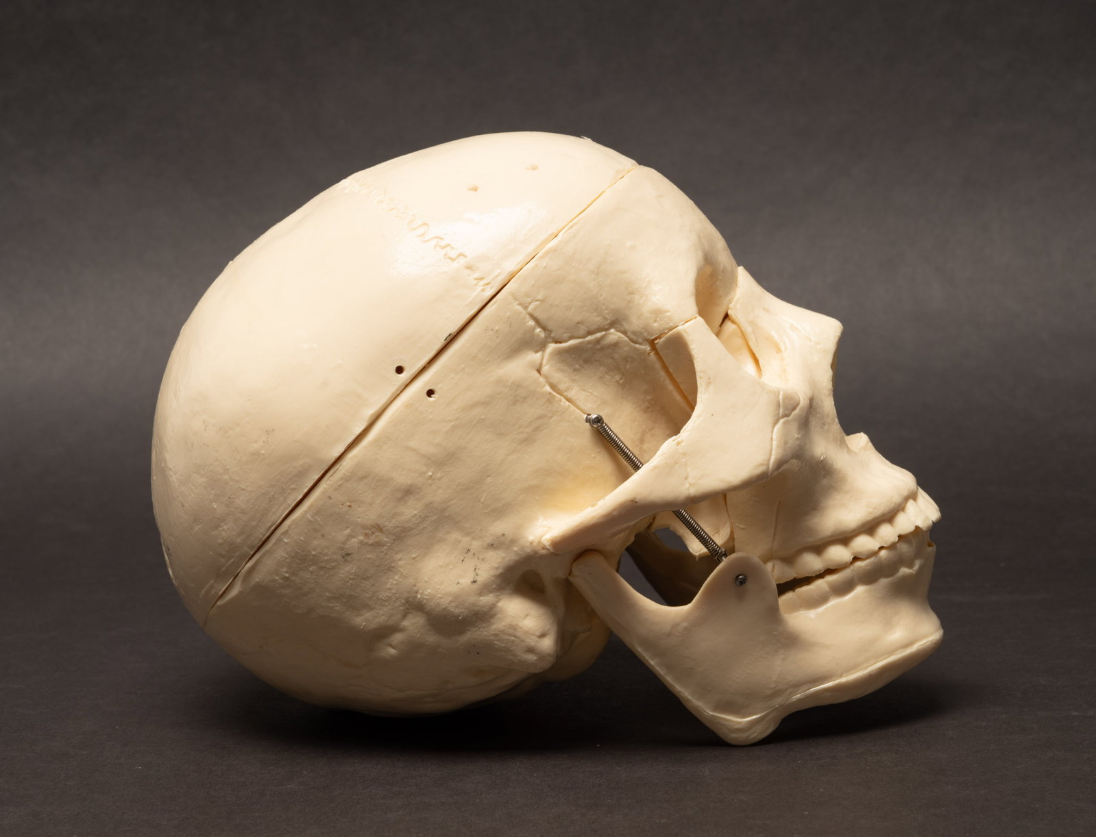 Human Medical Skeleton Skull - 7