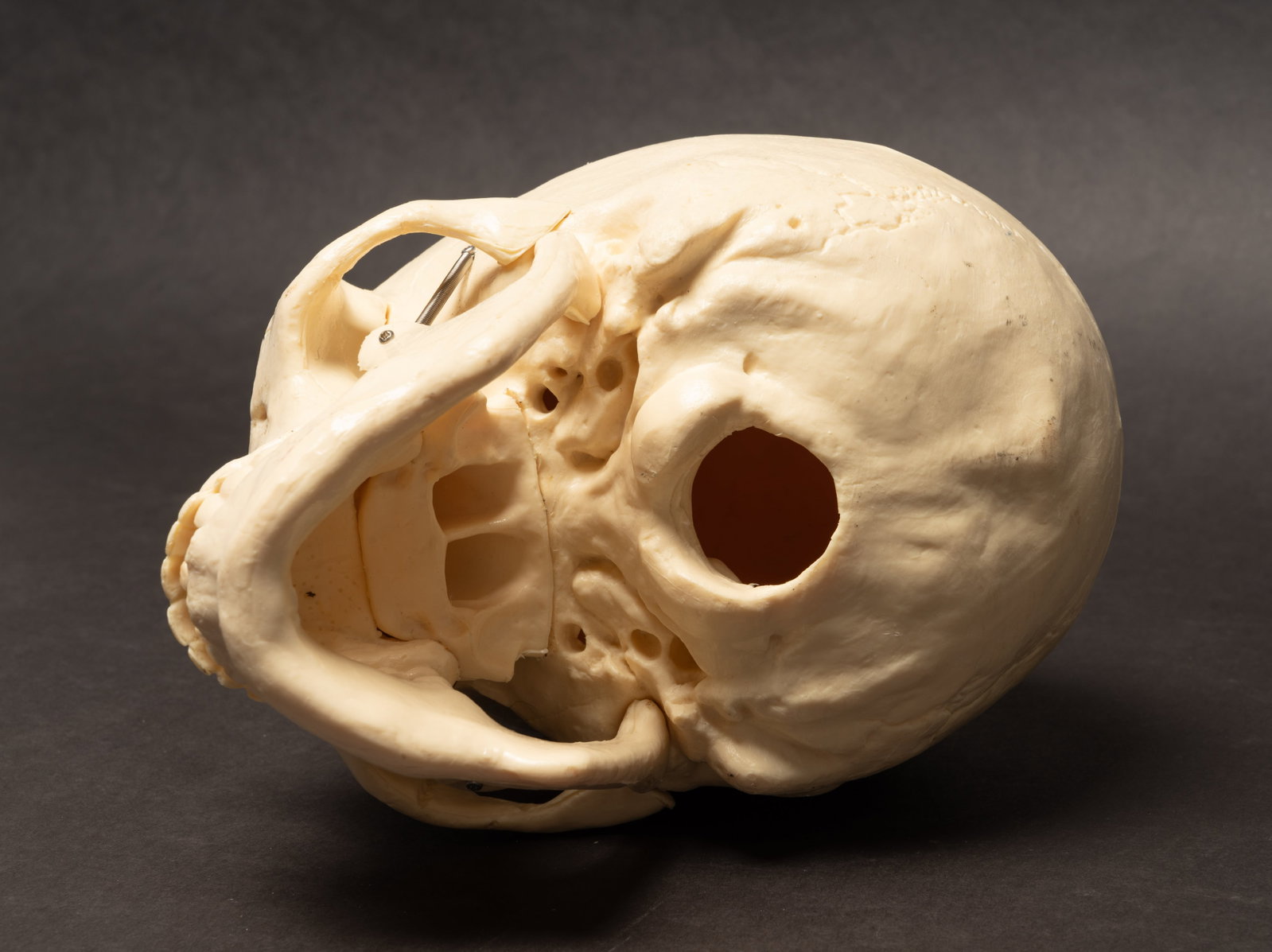 Human Medical Skeleton Skull - 8