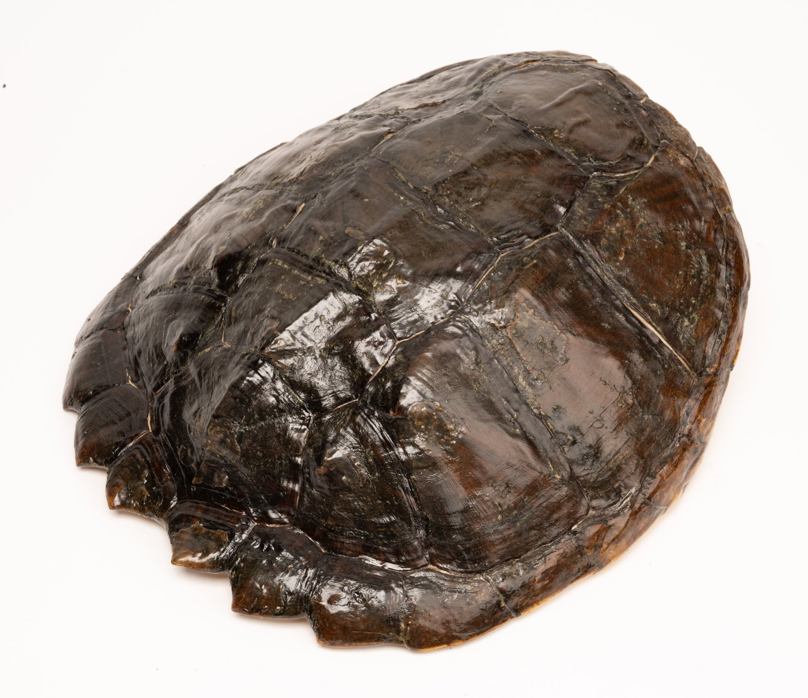 Louisiana Alligator Snapping Turtle Shell Natural History Taxidermy (1 of 9)