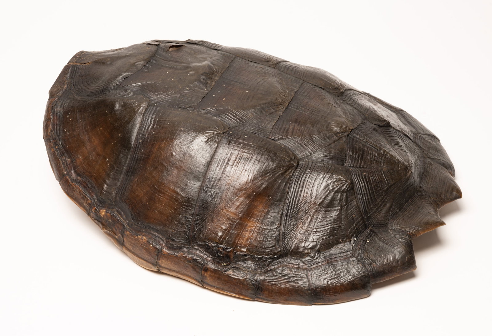 Louisiana Alligator Snapping Turtle Shell Natural History Taxidermy (1 of 12)