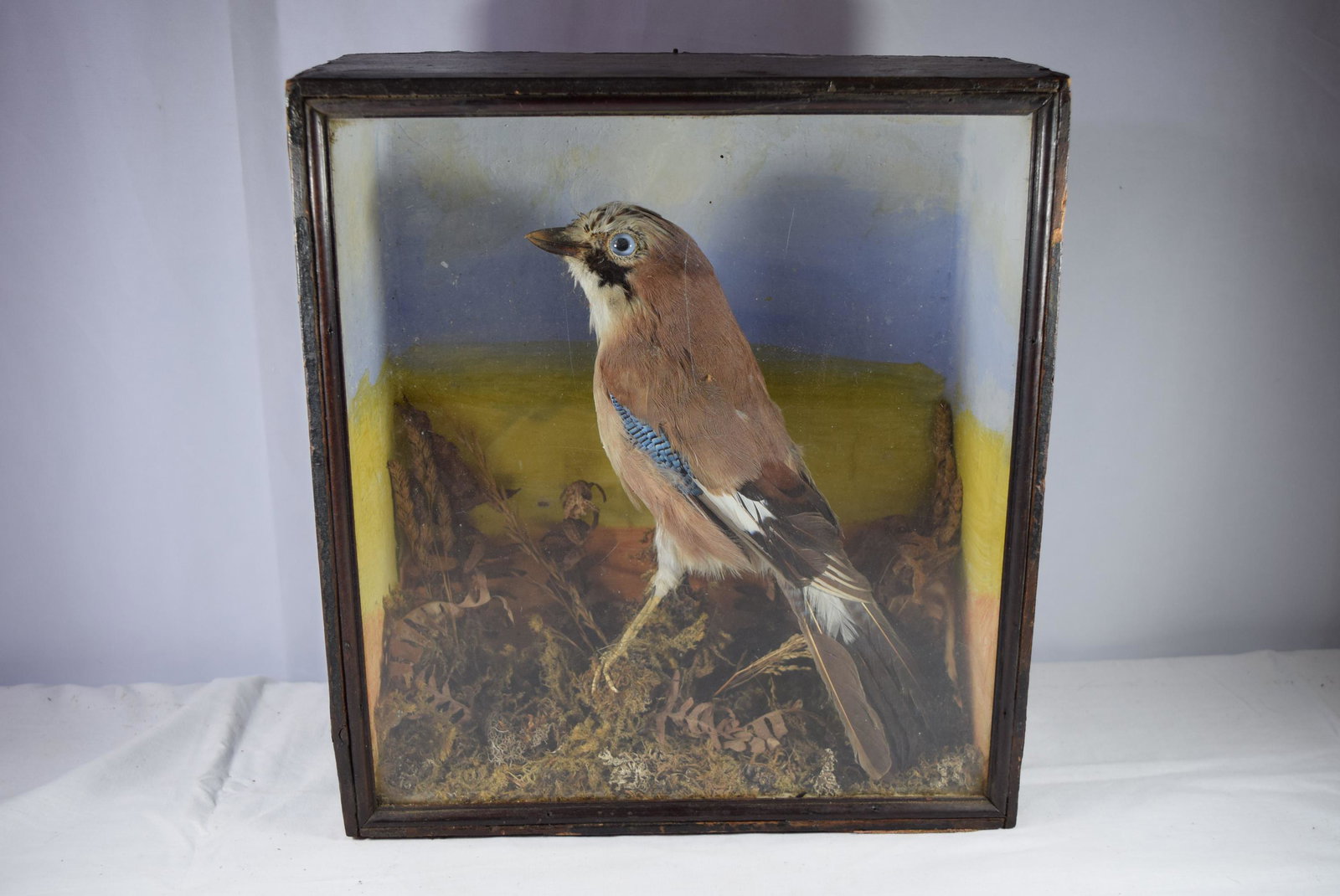 Early Taxidermy Bird In Case: This nice taxidermy bird sits inside a wooden case with glass front. The case measures 11.75in W x 5.25in D x 13in T overall. The bird itself appears to be in great overall condition with no damage or