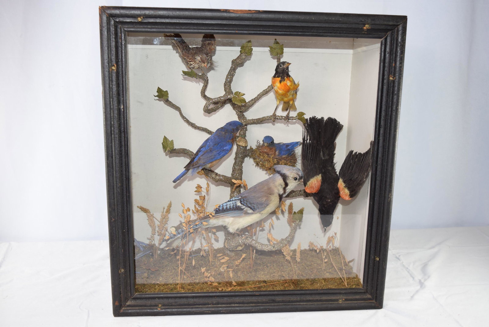 Taxidermy of Birds In Case: This large case features 6 different birds, all are perched on different branches and one is laying in a nest. These birds are in excellent condition with no damage or repairs seen. The glass front in