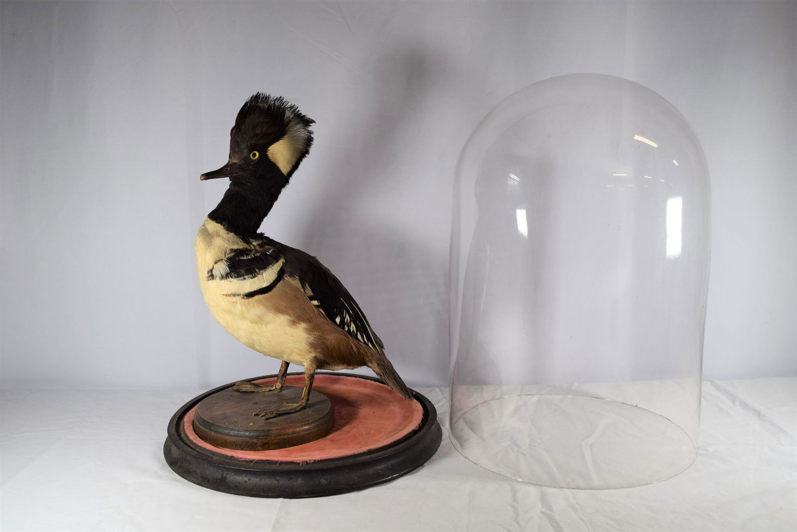 Hooded Merganser Duck Taxidermy In Glass Display Case: This beautiful duck taxidermy is displayed in a nice glass dome case. The duck is mounted on a round wooden piece that measures 6in R and duck stands 12.5in T from base. The glass dome case has a red