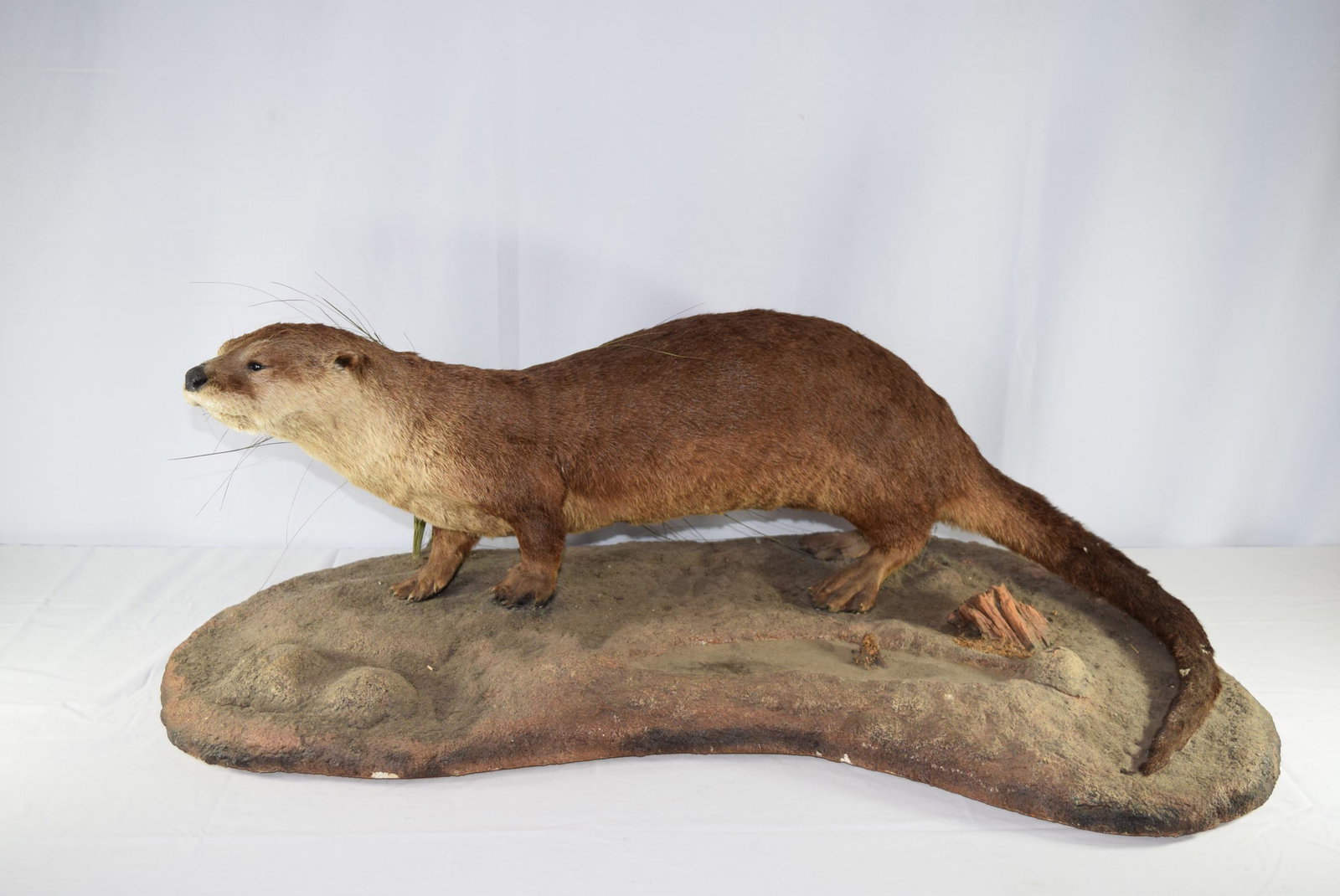 Taxidermy Otter On Rock Mount: Otter taxidermy standing on rock mount. Appears in excellent condition, minor imperfection on one ear, mentioned for clarity. Otherwise no damage or repairs seen. Measures approx. 40.5in L x 22in W on