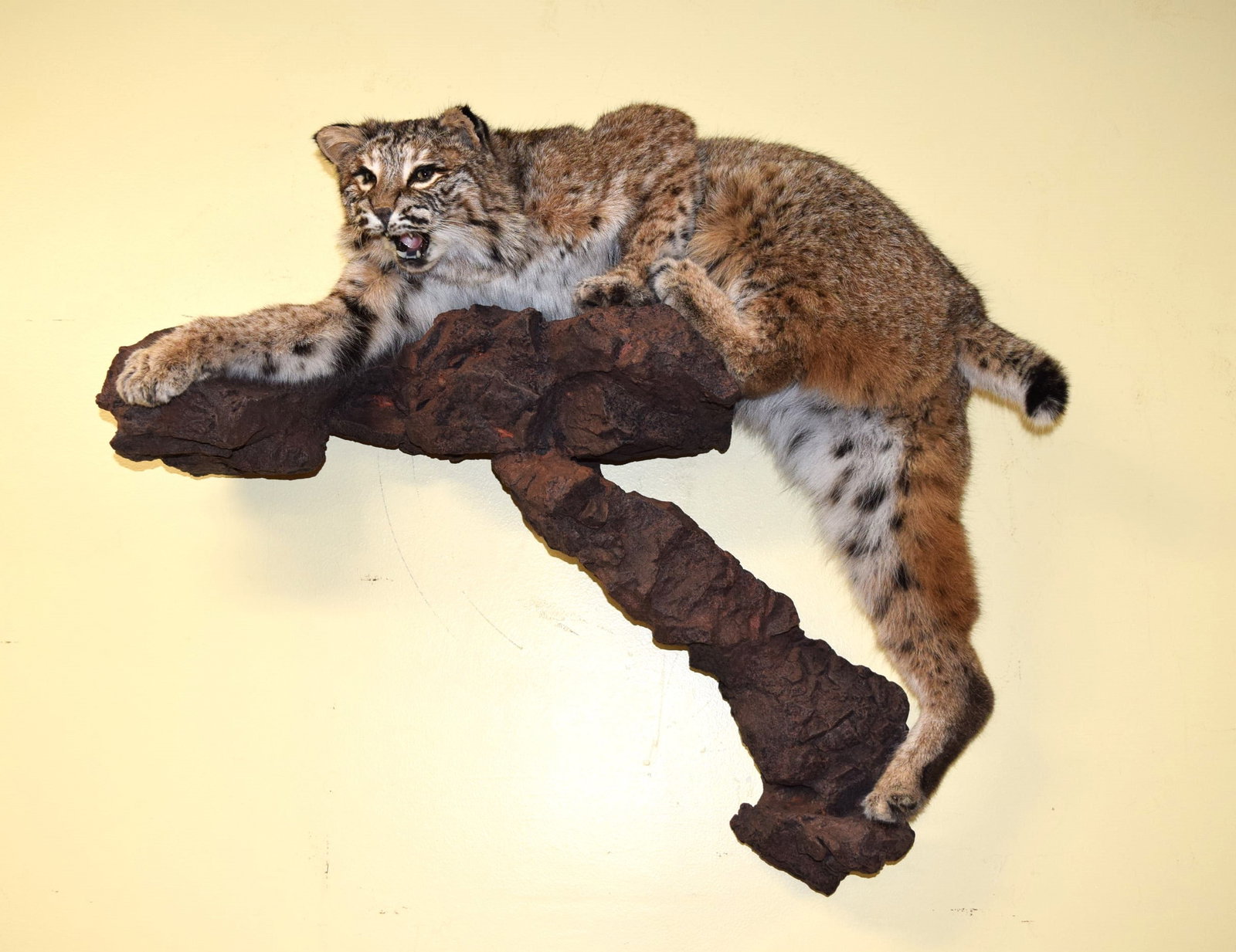 Bobcat Full Mount Taxidermy on Mount: Bobcat Full Mount Taxidermy on Mount. This piece measures 29.5 inches X 30 inches approximately when measured on the wall. This taxidermy is very well done and depicts a bobcat climbing up with its mo