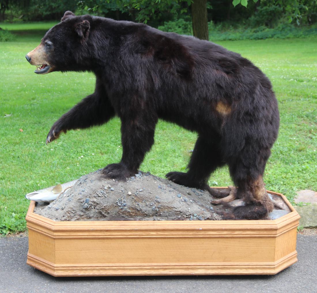 Black Bear Taxidermy Mount: A taxidermied black bear, also with a taxidermied salmon, mounted to a custom wooden stand with casters. Dimensions: Overall size including stand is 62" x 26", 58" in height. Provenance: From a local