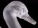 Two Lalique Swans with Mirror Plateau - 11