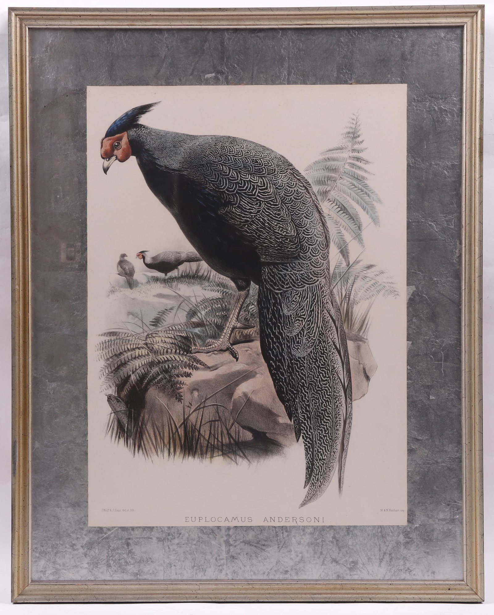 Joseph Wolf Bird Lithograph "Euplocamus Andersoni": A hand colored lithographic plate from Daniel Giraud Elliot's "A Monograph of the Phasianidae (Family of the Pheasants)", drawn by Joseph Wolf (Germany 1820-1899), lithography by Joseph Smit (Dutch 18