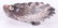 A Gorham Narragansett Sterling Oyster Dish