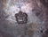 A Gorham Narragansett Sterling Oyster Dish - 6
