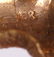 Cat Form 18k Gold and Diamond Pin - 6