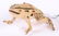 German Christmas Ornaments, Two Frogs - 2