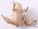 German Christmas Ornaments, Two Frogs - 5