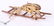 German Christmas Ornaments, Two Frogs - 6