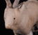 A German Christmas Ornament, Goat - 2