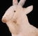 A German Christmas Ornament, Goat - 8