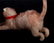 Two German Christmas Ornaments, Cats - 11