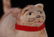 Two German Christmas Ornaments, Cats - 8