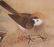 Chinese School (20th Century) Four Paintings - 14