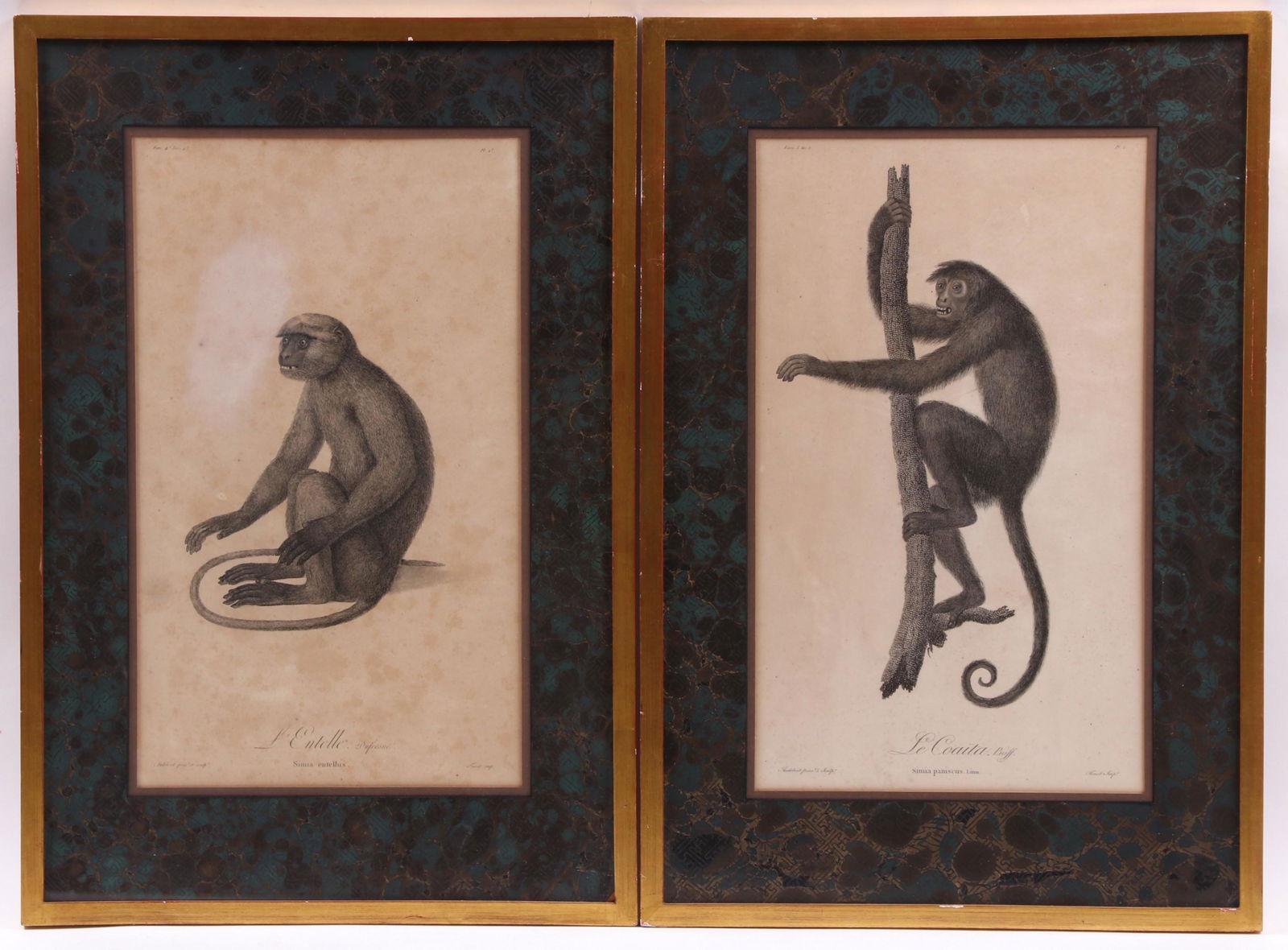 Jean-Baptiste Audebert, Two Zoological Prints (1 of 13)