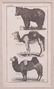 Five Framed Animal Prints - 4