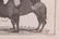 Five Framed Animal Prints - 5