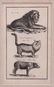 Five Framed Animal Prints - 6