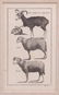 Five Framed Animal Prints - 8