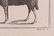 Five Framed Animal Prints - 9