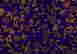 item-85751523=4