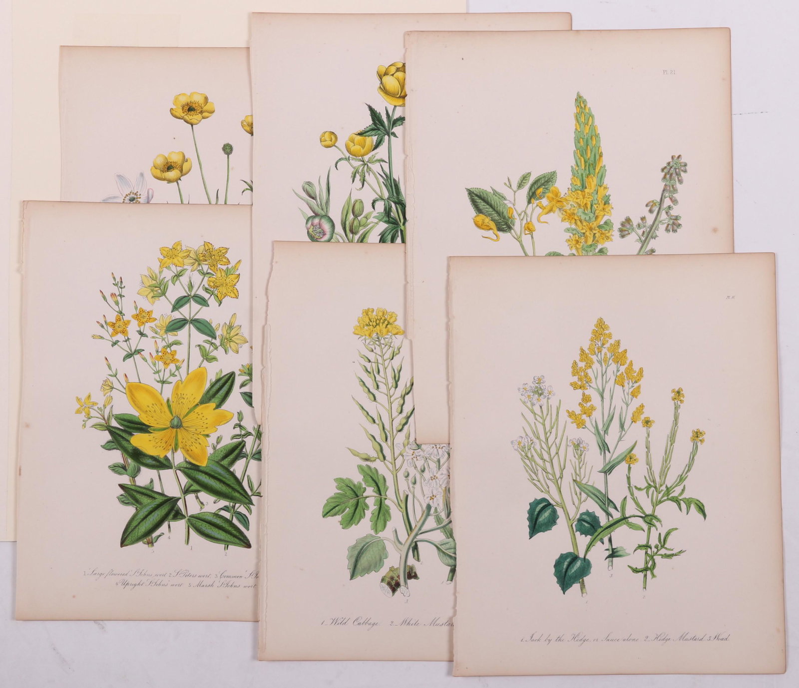 Six botanical Prints by Jane Loudon: London, 1846, hand colored, one with mat. Dimensions: Each is 10 3/4" x 8 1/2", the mat is 15" x 12 1/2".