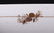 A Group of Rosenthal Porcelain, Magic Flute, Medley - 13
