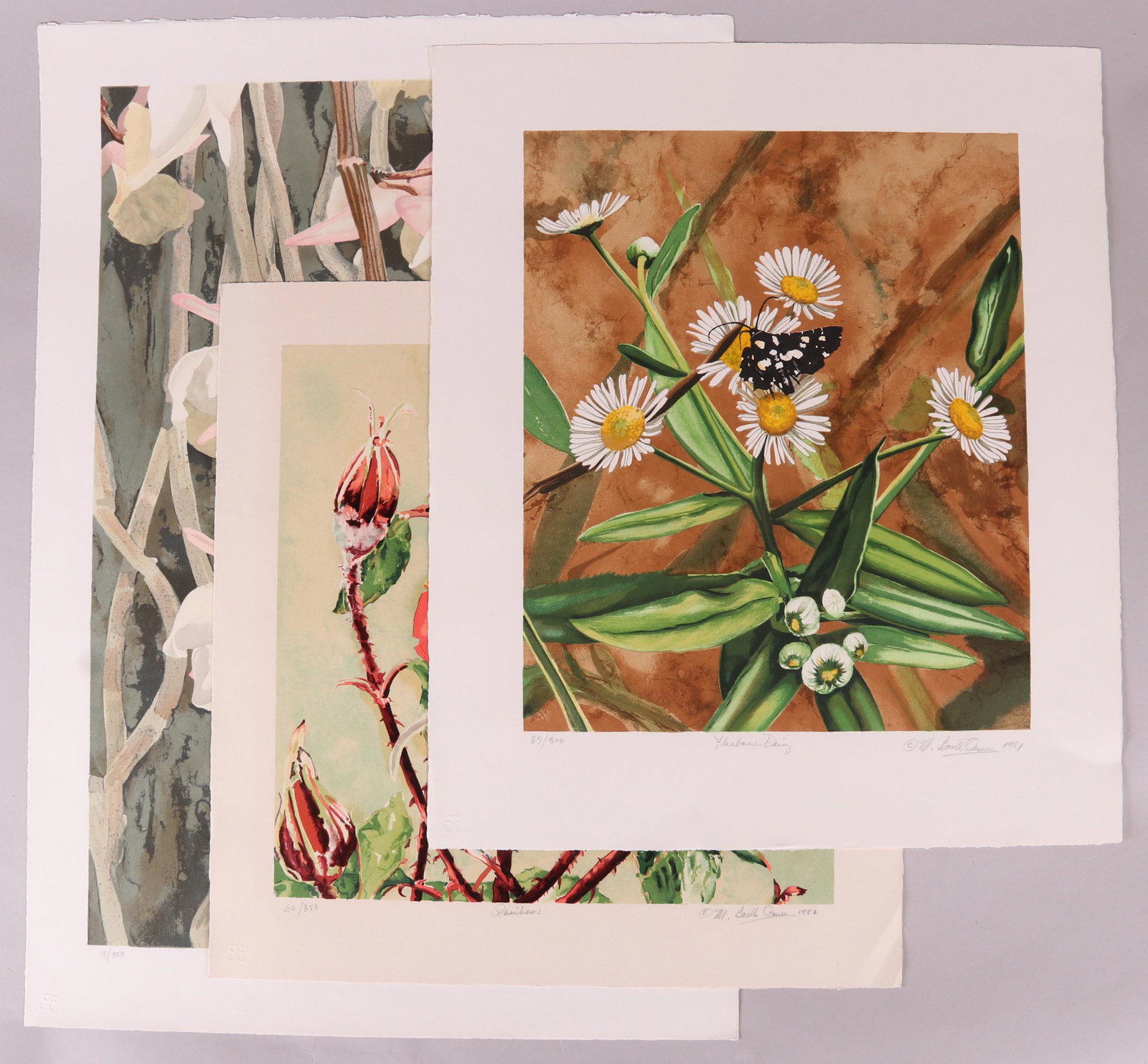 Mary Booth Owen, Three Lithographs: "Fleabane Daisy" 37/300, "Rainbows" 60/350 and "Dendrobium Dream" 18/350. All pencil signed and loose. Dated to 1981 and 1982. Dimensions: From 24 1/2" x 21" to 22" x 31 1/2".