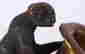 item-85751765=2